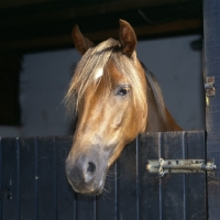 Picture of millersford starlight, new forest mare at stable door