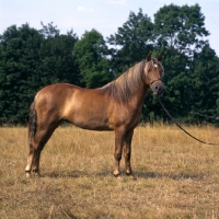 Picture of millersford starlight, show new forest pony 