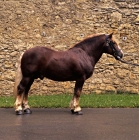 Picture of milliardar, schwarzwald stallion at marbach