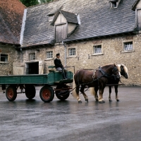 Picture of milliardÃ¤r and merkur, schwarzwald stallions with farm cart at offenhausen