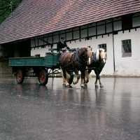 Picture of milliardÃ¤r and merkur, schwarzwald stallions pulling farm cart at offenhausen