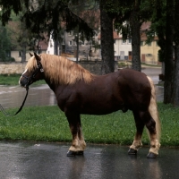 Picture of milliardÃ¤r, schwarzwald stallion at offenhausen, marbach