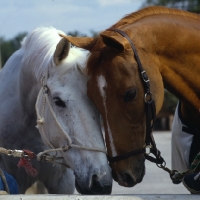 Picture of Milton, Dutch warm blood, with adversary in show jumping, French horse Morgat 