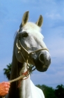 Picture of milton, famous show jumper, dutch warm blood 