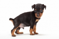 Picture of Min Pin puppy on white background
