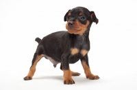 Picture of Min Pin puppy standing on white background