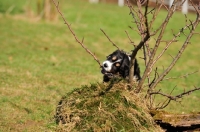 Picture of Mini Aussie chewing tree