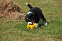 Picture of Mini Aussie playing with toy