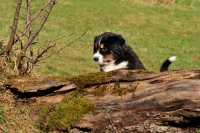 Picture of Mini Aussie puppy exploring garden