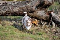 Picture of Mini Aussie puppy exploring garden