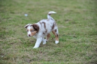 Picture of Mini Aussie puppy exploring garden