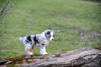 Picture of Mini Aussie puppy posing on tree