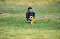 Picture of Mini Aussie puppy retrieving toy