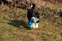 Picture of Mini Aussie puppy retrieving toy