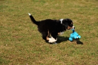 Picture of Mini Aussie puppy retrieving toy