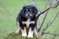 Picture of Mini Aussie puppy 