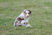 Picture of Mini Aussie puppy 