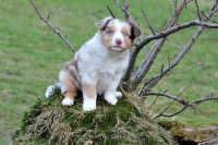 Picture of Mini Aussie Puppy