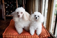 Picture of miniature and toy poodle sitting on orange bed together