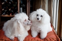 Picture of miniature and toy poodle sitting on orange bed together