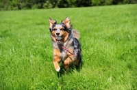 Picture of Miniature Assie running in field