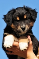 Picture of Miniature Australian Shepherd puppy