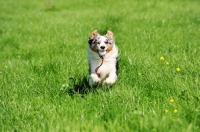Picture of Miniature Australian Shepherd (minnie aussies), with ball