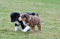 Picture of miniature Australian Shepherd Puppies