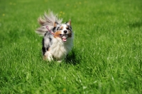 Picture of Miniature Australian Shepherd retrieving a ball