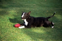 Picture of miniature bull terrier lying on grass with a toy