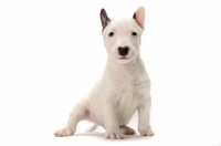 Picture of miniature Bull Terrier puppy on white background