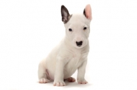 Picture of miniature Bull Terrier puppy on white background