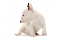 Picture of miniature Bull Terrier puppy on white background