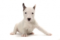 Picture of miniature Bull Terrier puppy on white background