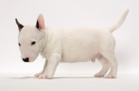 Picture of miniature Bull Terrier puppy on white background, side view
