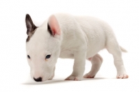 Picture of miniature Bull Terrier puppy on white background