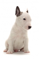 Picture of miniature Bull Terrier puppy on white background