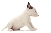 Picture of miniature Bull Terrier puppy sitting on white background