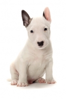 Picture of miniature Bull Terrier puppy sitting on white background