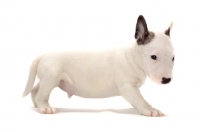 Picture of miniature Bull Terrier puppy, side view on white background