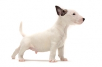 Picture of miniature Bull Terrier puppy, side view