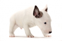 Picture of miniature Bull Terrier puppy walking on white background