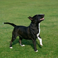 Picture of miniature bull terrier standing on grass