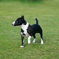 Picture of miniature bull terrier standing on grass