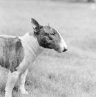 Picture of miniature bull terrier