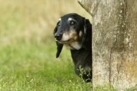 Picture of Miniature Dachshund behind tree