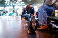 Picture of Miniature Dachshund with owners at Crufts