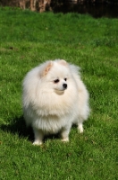 Picture of Miniature German Spitz looking away