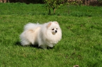 Picture of Miniature German Spitz on grass