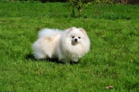 Picture of miniature German Spitz on grass